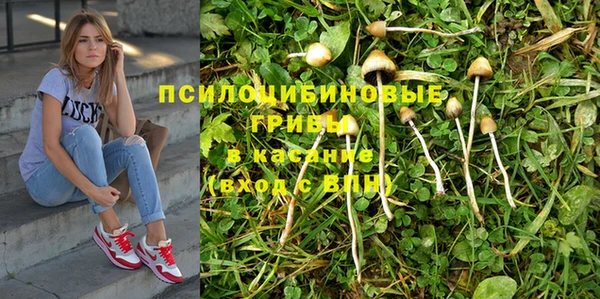 сатива Баксан