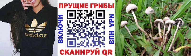 Галлюциногенные грибы Cubensis  наркошоп  Юрьевец 